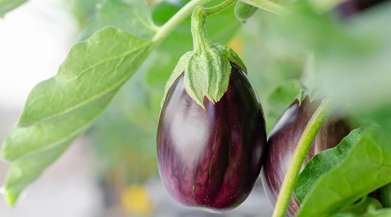 एक रुपये वाला शैंपू का पाउच, बैंगन को बचा सकता है कीड़ों से