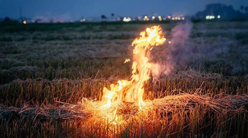सीहोर जिले में नरवाई जलाना प्रतिबंधित किया