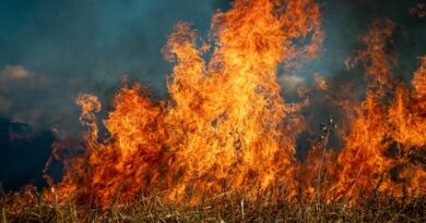 धान की पराली जलाने का झंझट खत्म, हरियाणा सरकार किसानों को देगी फ्री डीकम्पोजर पाउडर