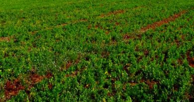 किसान चने की इन 3 किस्मों की करें खेती, कम लागत और समय में मिलेगी बंपर पैदावार; जानिए खासियत  और लाभ