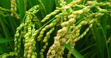 धान उपार्जन का कार्य 1 दिसंबर से किया जाएगा