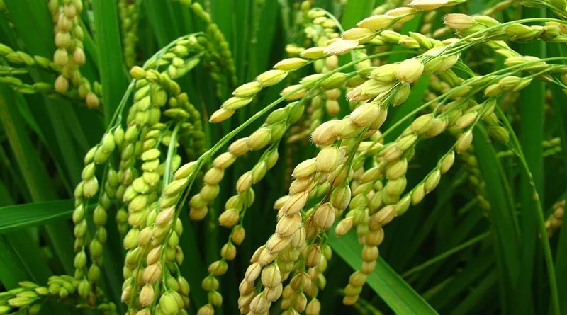 धान उपार्जन का कार्य 1 दिसंबर से किया जाएगा