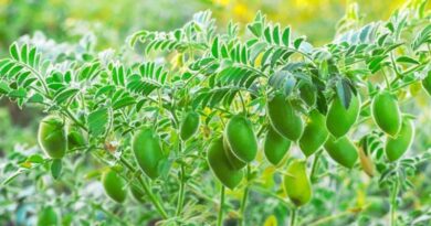 किसान ऐसे करें चने का बीजोपचार, कभी नहीं आएगी सूखने की समस्या, दोगुनी होगी पैदावार किसान ऐसे करें चने का बीजोपचार, कभी नहीं आएगी सूखने की समस्या, दोगुनी होगी पैदावार