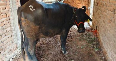 मुख्यमंत्री दुधारू पशु योजना: उमरिया के किसान को 90% सब्सिडी पर मिली मुर्रा नस्ल की भैंस  