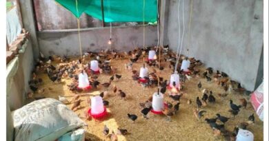 Success Story: लोन लेकर शुरू किया मुर्गीपालन, अब घर बैठे 8 हजार महीना कमाती हैं श्योपुर की ये महिला  