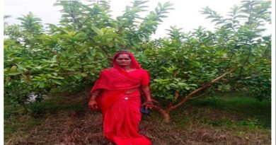 अमरूद की खेती से श्योपुर की इस महिला ने बदली जिंदगी, सालाना कमा रही 2 लाख तक की आमदनी; जानिए कैसे