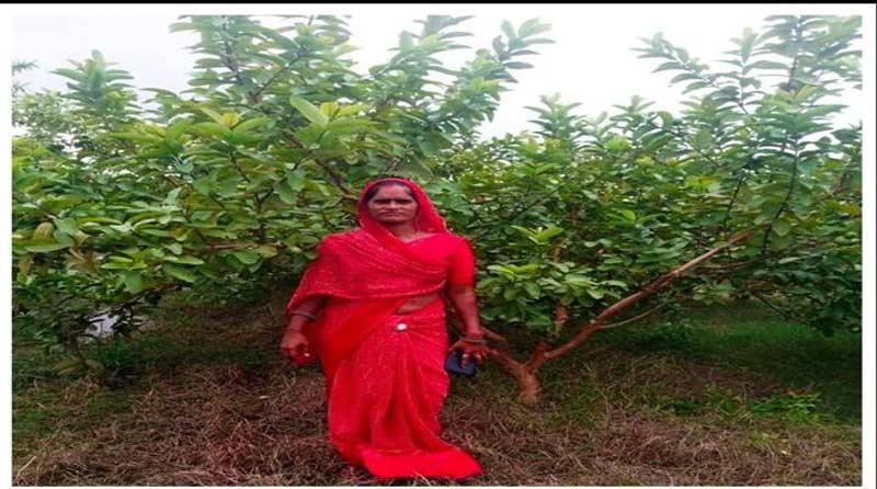 अमरूद की खेती से श्योपुर की इस महिला ने बदली जिंदगी, सालाना कमा रही 2 लाख तक की आमदनी; जानिए कैसे