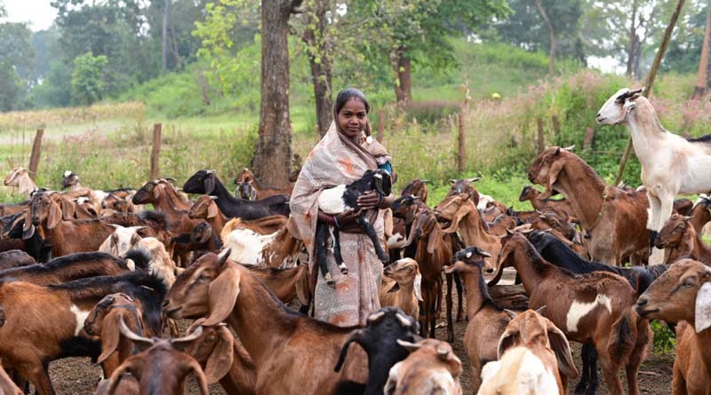 रायपुर: बकरी और सूकर पालन कर गनेशी मरकाम बनीं लखपति दीदी, सालाना 3 लाख से अधिक की कर रही कमाई
