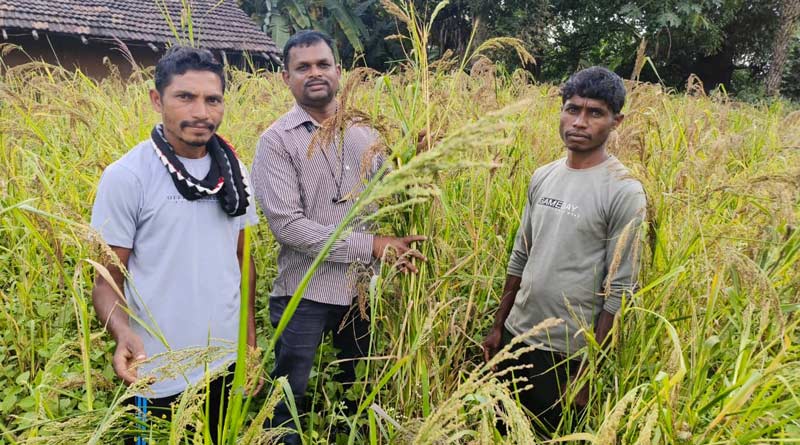 रायपुर: किसान देवा मांडवी ने धान छोड़ अपनाई मिलेट की खेती, इस खास तकनीक से हासिल की रिकॉर्ड पैदावार; जानिए कैसे