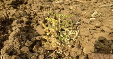 कृषकों के लिए सौगात हैं जवाहर ट्राइकोडर्मा, दलहनी फसलों मे फफूंद जनित बीमारी हेतु रामबाण बायोकंट्रोल एजेंट