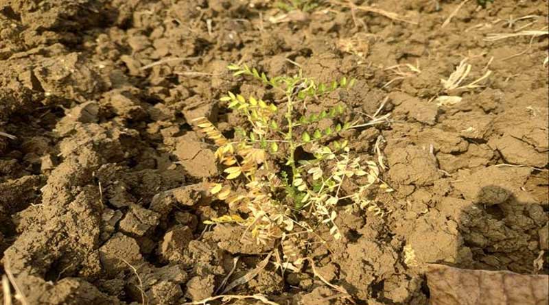 कृषकों के लिए सौगात हैं जवाहर ट्राइकोडर्मा, दलहनी फसलों मे फफूंद जनित बीमारी हेतु रामबाण बायोकंट्रोल एजेंट