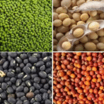 PM ASHA Yojana: MSP पर अरहर, मूंग, चना और सरसों की खरीदी की तारीखें घोषित, छत्तीसगढ़ के किसानों को राहत