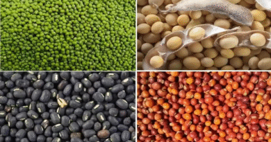 PM ASHA Yojana: MSP पर अरहर, मूंग, चना और सरसों की खरीदी की तारीखें घोषित, छत्तीसगढ़ के किसानों को राहत