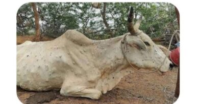 मध्य प्रदेश: लम्पी स्किन डिजीज की रोकथाम हेतु पशुपालन विभाग ने जारी की एडवाइजरी, पशुपालकों को दी चेतावनी