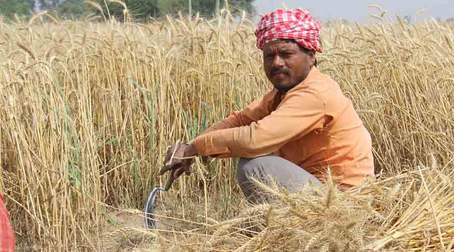 केंद्र ने गेहूं उत्पादों के निर्यात को फिर शुरू करने की प्रक्रिया तेज़ की