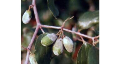 बेर के फलों पर सफेद धब्बों-छाछ्या रोग का खतरा, कृषि विशेषज्ञ डॉ. जितेन्द्र शर्मा ने बताया रोकथाम का तरीका
