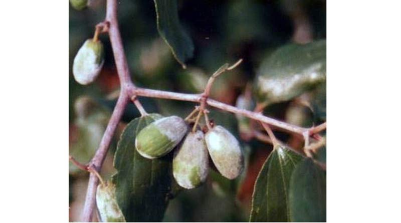 बेर के फलों पर सफेद धब्बों-छाछ्या रोग का खतरा, कृषि विशेषज्ञ डॉ. जितेन्द्र शर्मा ने बताया रोकथाम का तरीका