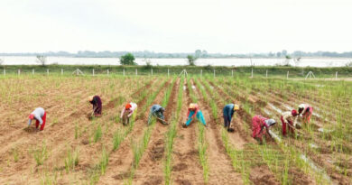 रायपुर: खस की खेती ने बदली धमतरी की महिला किसानों की किस्मत, रेतीली जमीन से कर रही लाखों की कमाई