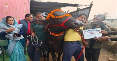 मुख्यमंत्री दुधारू पशु प्रदाय योजना: उमरिया में 17 बैगा परिवारों को मिली भैंस