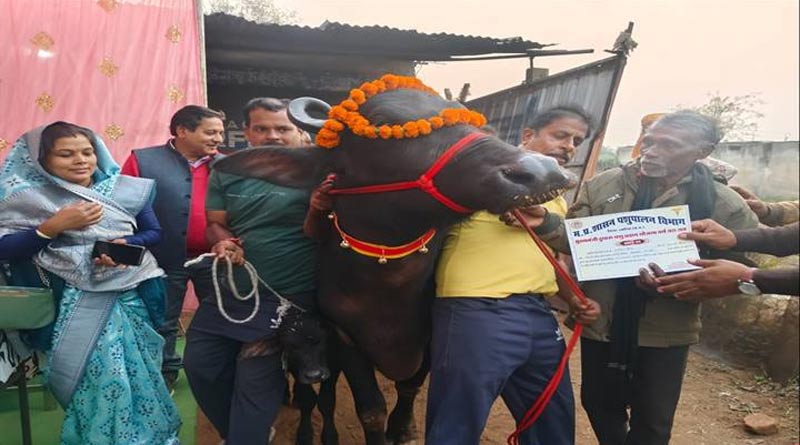 मुख्यमंत्री दुधारू पशु प्रदाय योजना: उमरिया में 17 बैगा परिवारों को मिली भैंस