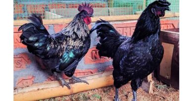 ग्रामीण महिलाओं  को कड़कनाथ और रंगीन नस्ल के चूजे बनाएंगे ’लखपति दीदी’