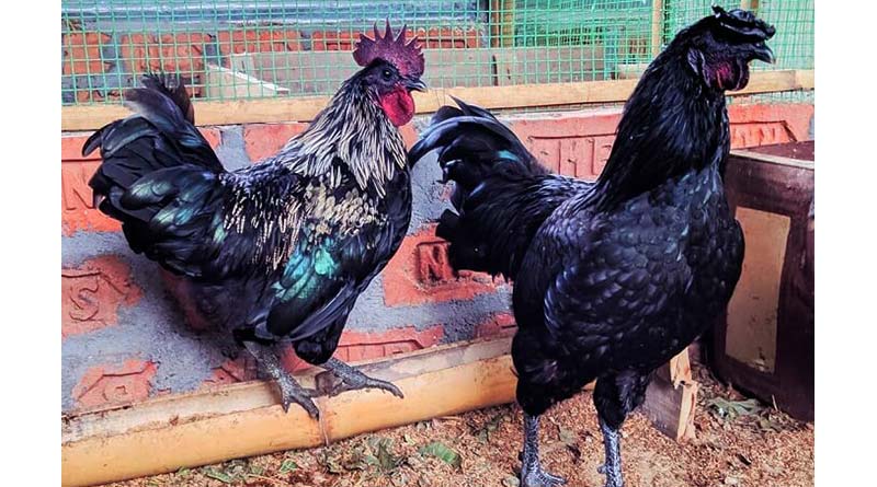 ग्रामीण महिलाओं  को कड़कनाथ और रंगीन नस्ल के चूजे बनाएंगे ’लखपति दीदी’