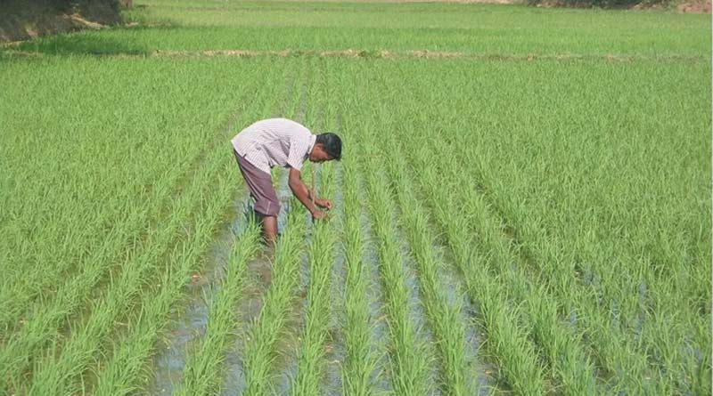 कृषि विभाग की सलाह: बुआई से पहले बीजों का जरूर करें उपचार, बढ़ेगी पैदावार और रोगों से मिलेगी प्रारंभिक सुरक्षा