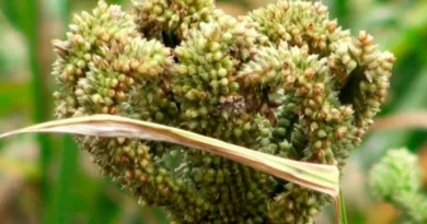 कोदो कुटकी के उपार्जन हेतु पंजीयन की तिथि 9 नवंबर तक बढ़ाई  