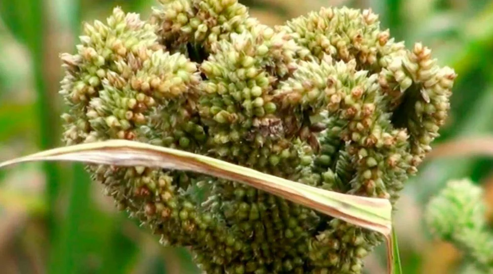 कोदो कुटकी के उपार्जन हेतु पंजीयन की तिथि 9 नवंबर तक बढ़ाई