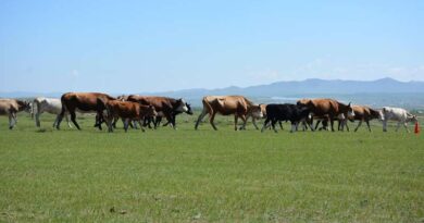 देश का पहला हाई-टेक वन्य जीव कैप्चर अभियान