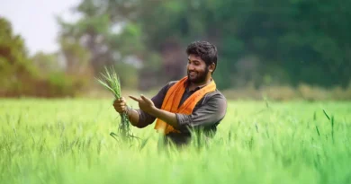 कृषकों के लिए सलाह: रबी फसलों में DAP की जगह SSP, TSP और NPK को करें उपयोग, मिलेगी बंपर पैदावार