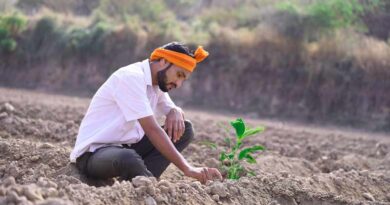 रायपुर :  प्राइस सपोर्ट स्कीम के तहत खरीफ विपणन वर्ष 2025-26 एवं रबी वर्ष 2026-27 उपार्जन के लिए अवधि निर्धारित