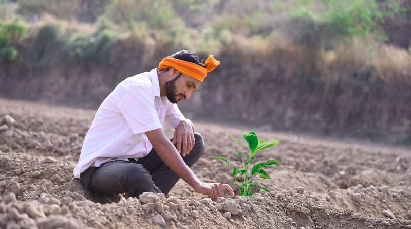 मध्यप्रदेश में बढ़ी प्राकृतिक खेती की मांग, किसानों ने अपनाई देसी खाद तकनीक, कम लागत में बढ़ी पैदावार