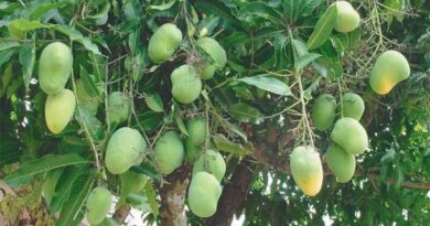 आम (Mango) में फल मक्खी नियंत्रण पर लेख