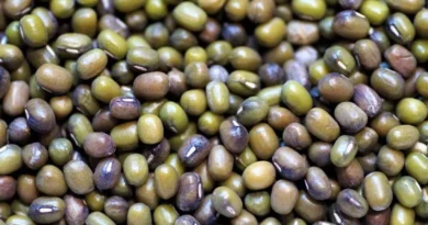 राजस्थान: समर्थन मूल्य पर सोयाबीन व उड़द की खरीद शुरु, किसानों की सहायता के लिए हेल्पलाइन नंबर जारी