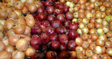 लाल प्याज़ के निर्यात में तेजी, किसानों को ₹21 प्रति किलो तक मिल रहा भाव