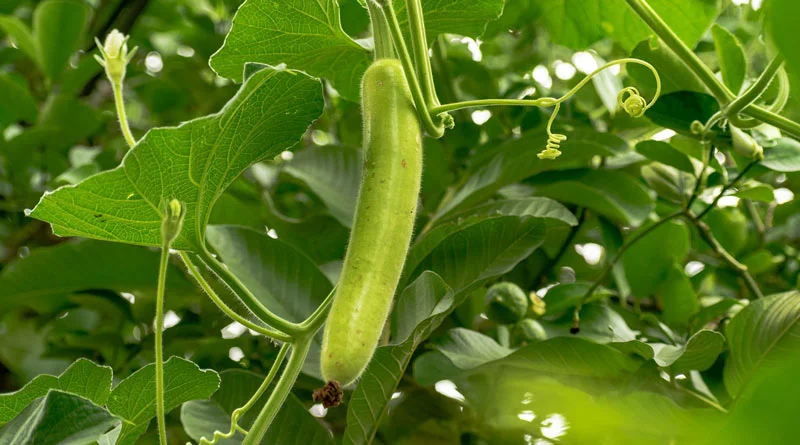 मिलावटी सब्जियों से चाहते हैं छुटकारा? घर की छत या बालकनी में उगाएं लौकी, बस अपनाएं ये 5 आसान स्टेप्स