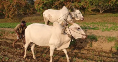 खुशखबरी! बैल से खेती करने वाले किसानों को मिलेंगे 30,000 रुपए, गोबर गैस प्लांट पर भी मिलेगी सब्सिडी  