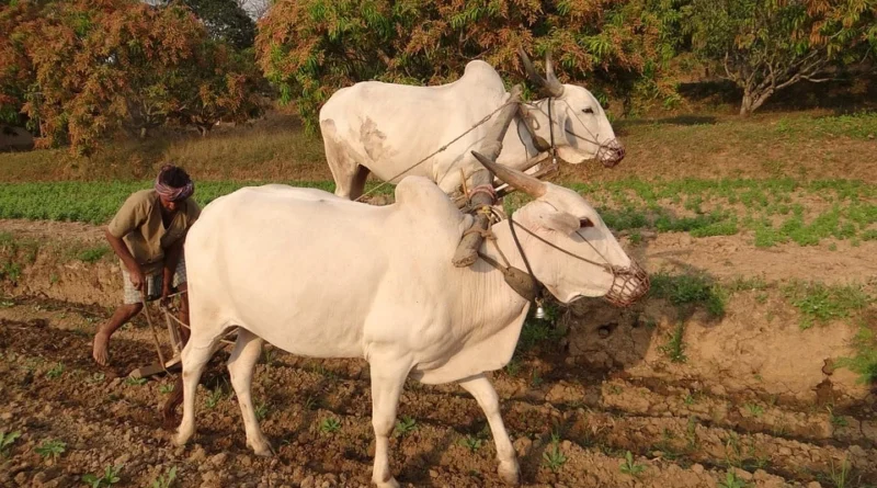 खुशखबरी! बैल से खेती करने वाले किसानों को मिलेंगे 30,000 रुपए, गोबर गैस प्लांट पर भी मिलेगी सब्सिडी  