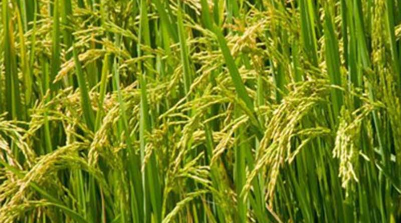 धान उपार्जन की तकनीकी समस्याओं के निराकरण हेतु टेक्निकल सपोर्ट ग्रुप गठित