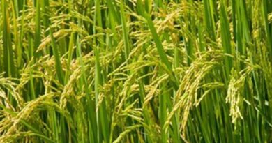 धान के खेतों में भरा बारिश का पानी निकालें किसान - कृषि विभाग