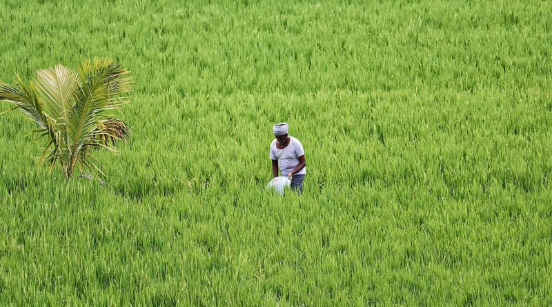 कृषि मंत्रालय ने जारी किए 2025–26 के खरीफ उत्पादन के प्रथम अग्रिम अनुमान, प्रमुख फसलों में रिकॉर्ड वृद्धि का अनुमान