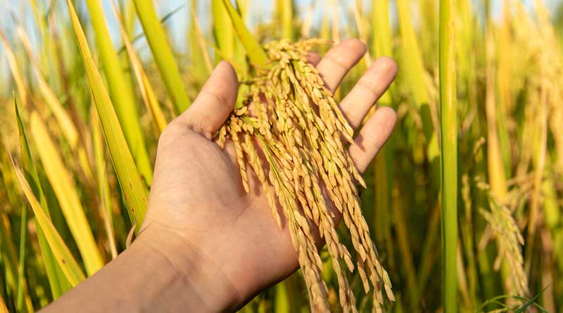 रायपुर: महासमुंद में एमएसपी पर धान खरीदी तेज़, 10वें दिन 50 हजार टन से अधिक खरीदी पूरी  