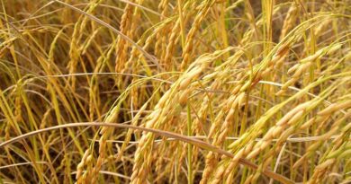 एमपी में धान की खरीद 1 दिसंबर से तो ज्वार और बाजरा की खरीद 24 नवंबर से शुरू होगी