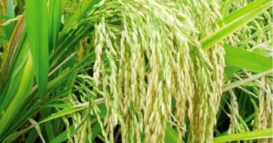 कल 27 नवंबर को धान उत्पादकों को वितरित होगी राहत राशि