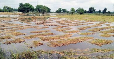 राजस्थान: बेमौसम बारिश से किसानों की फसलें बर्बाद, सर्वे के बाद सरकार देगी बीमा क्लेम