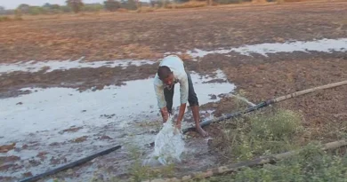 बेमौसम बारिश से धान-सरसों के खेतों में भर गया पानी? किसान तुरंत करें ये उपाय, सड़ने से बच जाएगी फसल