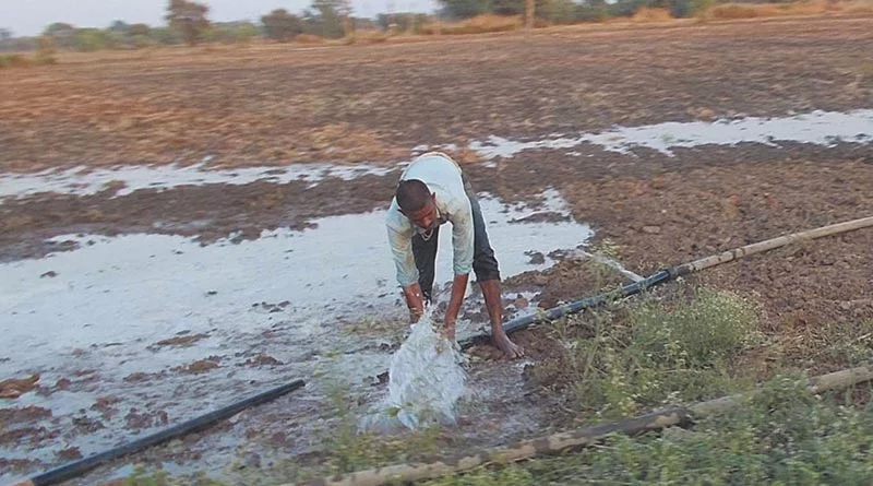 बेमौसम बारिश से धान-सरसों के खेतों में भर गया पानी? किसान तुरंत करें ये उपाय, सड़ने से बच जाएगी फसल