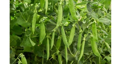 मटर की ये 7 धांसू किस्में देती हैं रिकॉर्डतोड़ पैदावार,  जानिए इनकी खासियत और बुवाई का सही समय