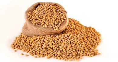 13 नवंबर का मॉडल रेट 4130 रु - किसानों का विश्वास बढ़ा